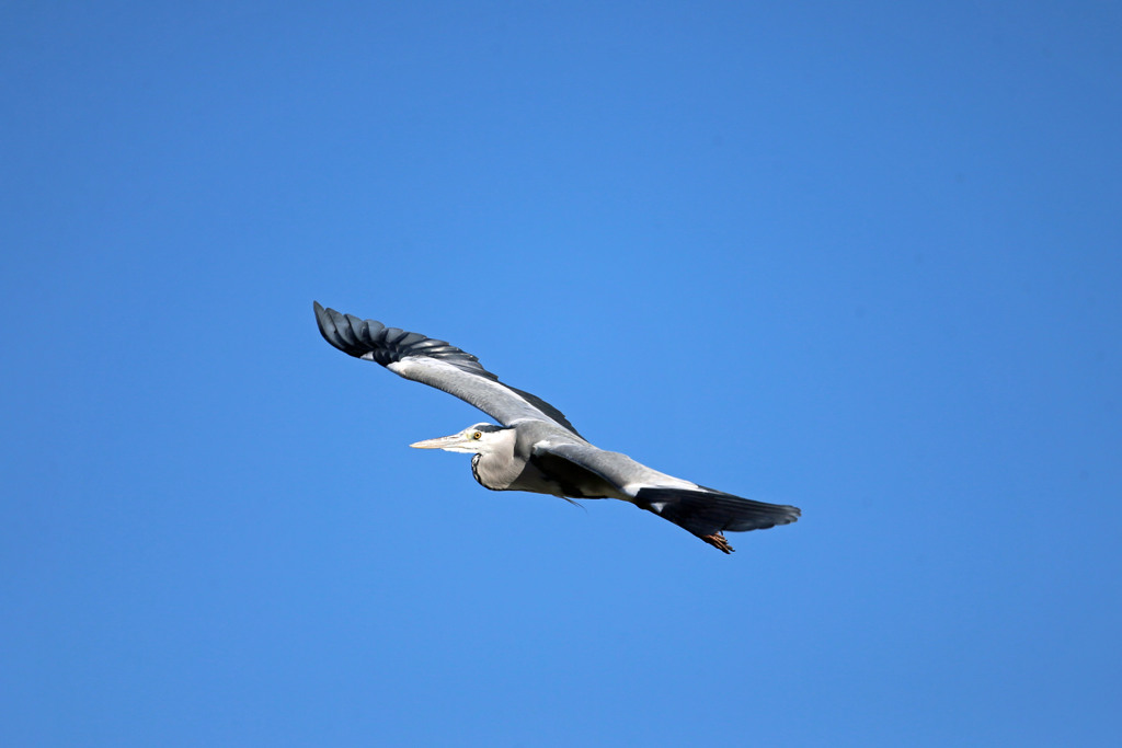 アオサギセーフ