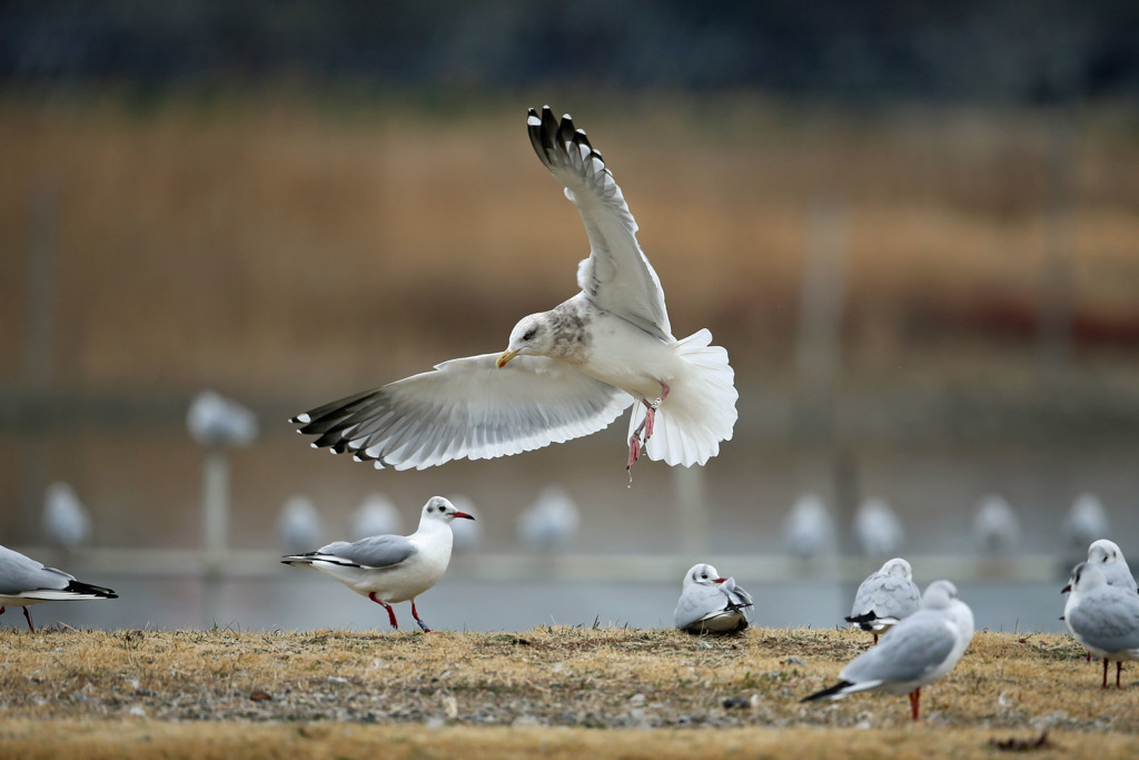 セグロカモメ翼のブレーキ