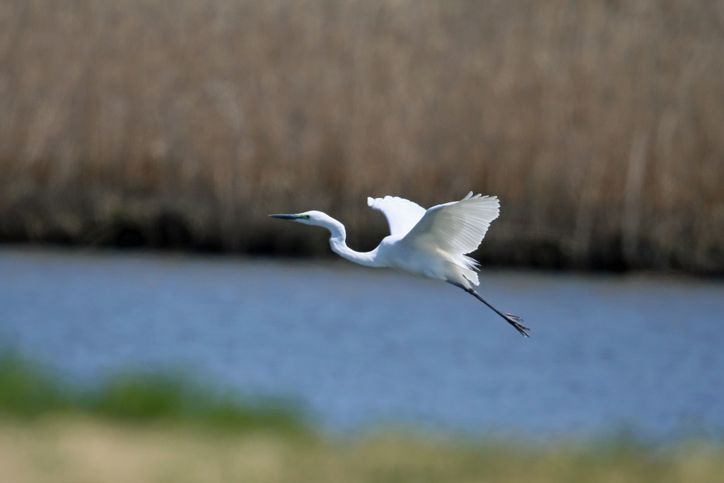 ダイサギ定番ポーズ