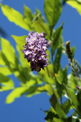 あらーフジが咲いてます