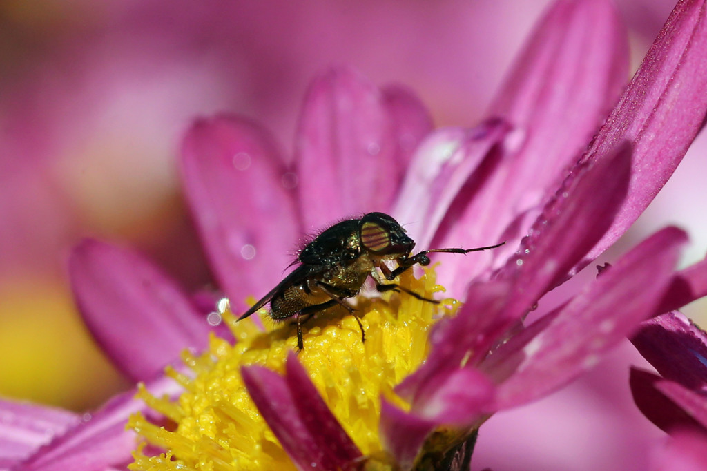 ピンクのサングラス？
