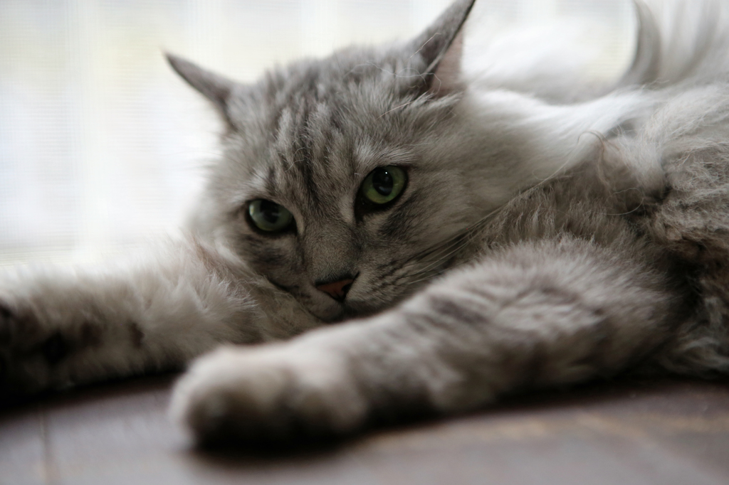 今日も暑いにゃん