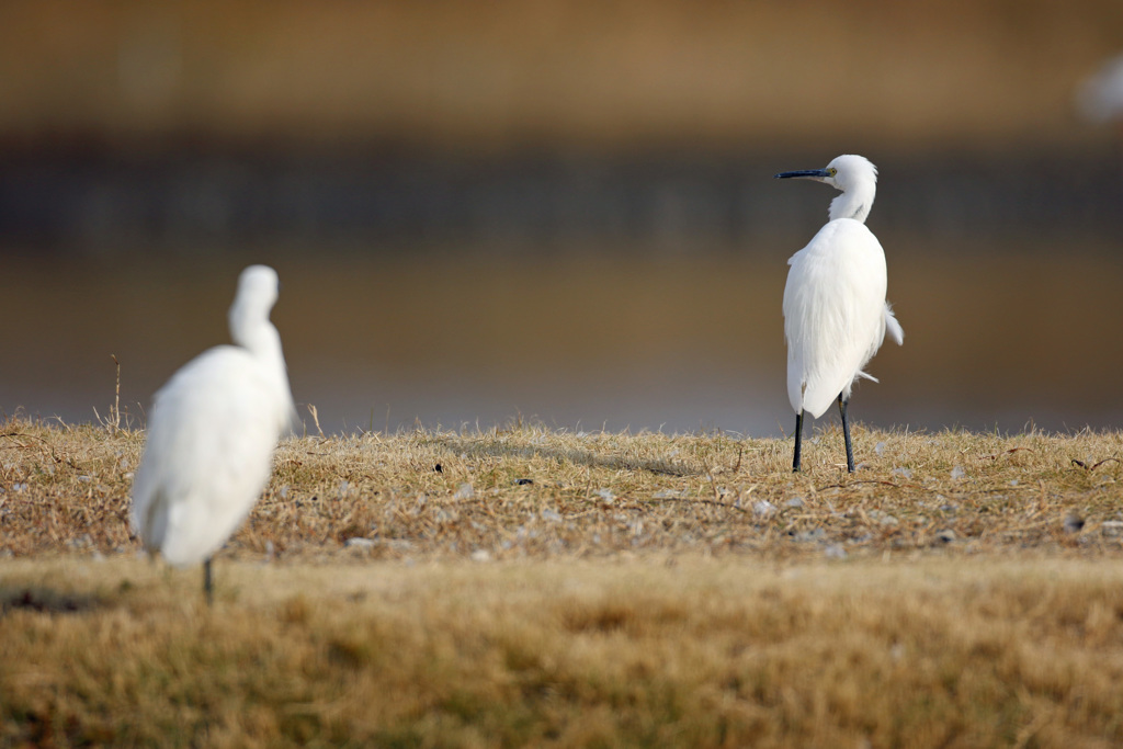 後ろはか～ちゃん