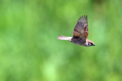 レンズ振るの遅かった-1