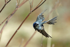 ヒヨドリ飛び出し