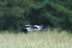 アオサギの飛び方-1