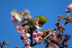 リーゼントその2