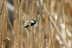 シジュウカラのポーズ-1