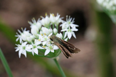 ホワイトステージ