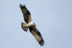 青空とミサゴ君