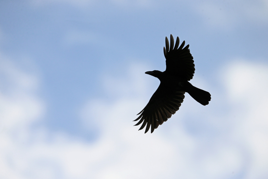 カラスのシルエット