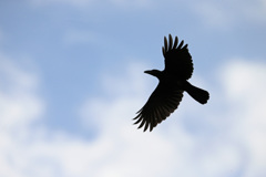 カラスのシルエット