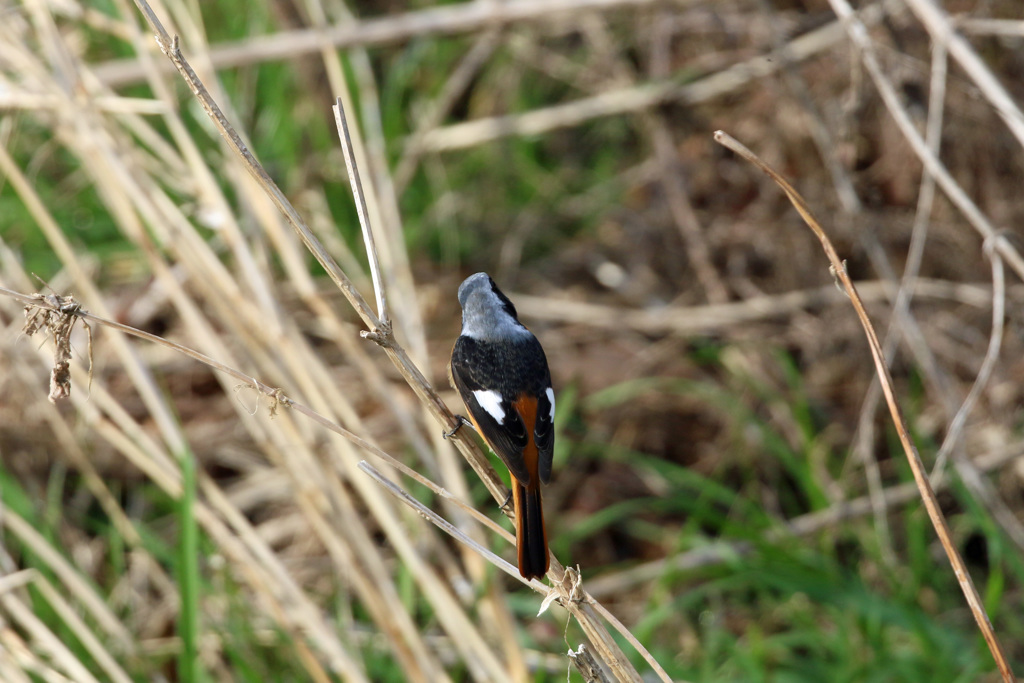 背中綺麗でしょ
