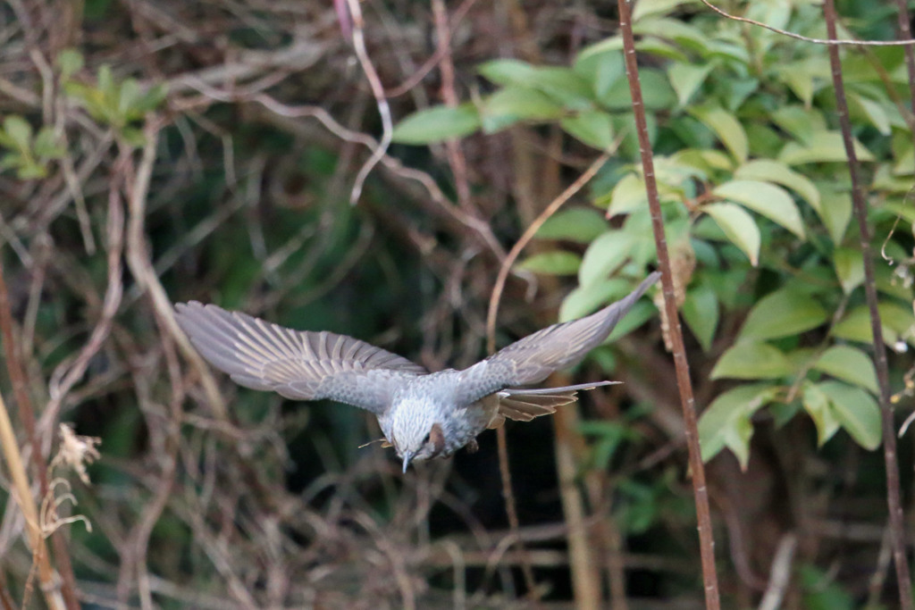 ヒヨドリ急降下
