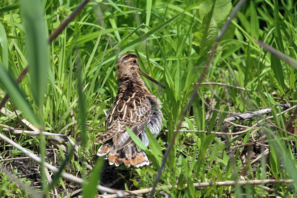 尾羽綺麗でしょ