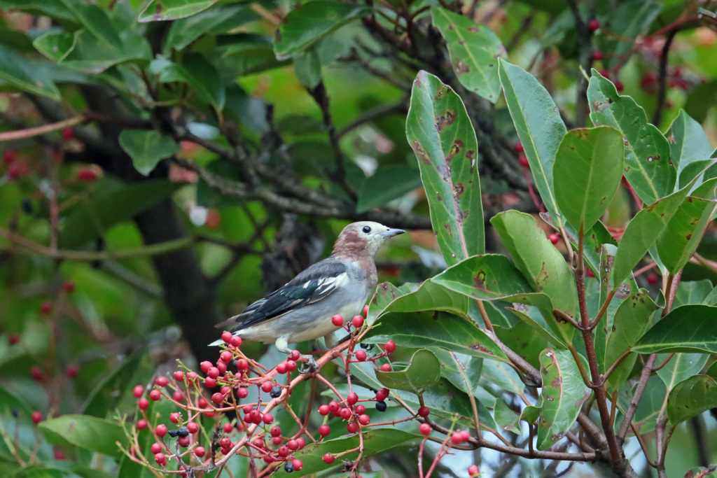 可愛いモデルさん