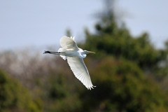 ダイサギ定番写真