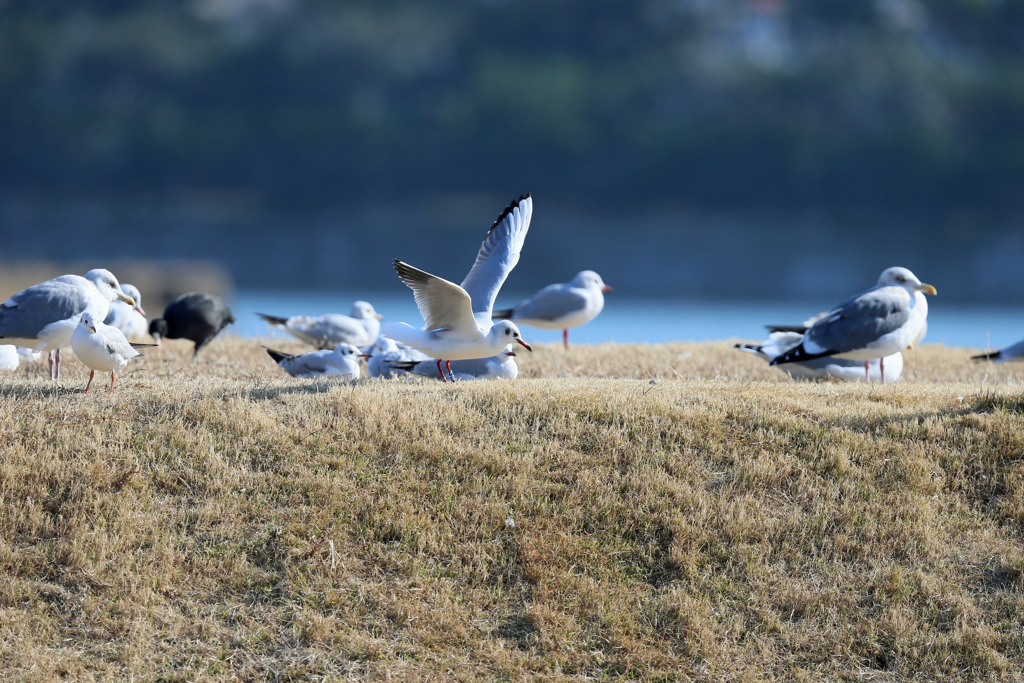 ユリカモメ整列その2