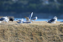 ユリカモメ整列その2