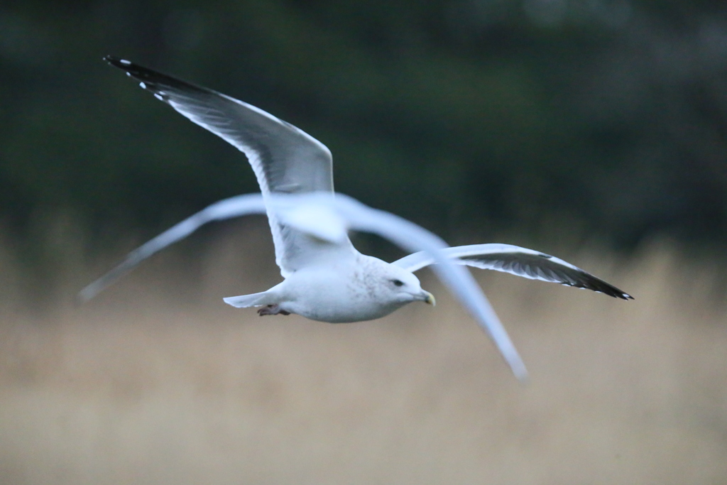 前ボケはユリカモメ