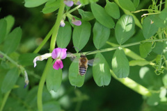 ミツバチホバリング？