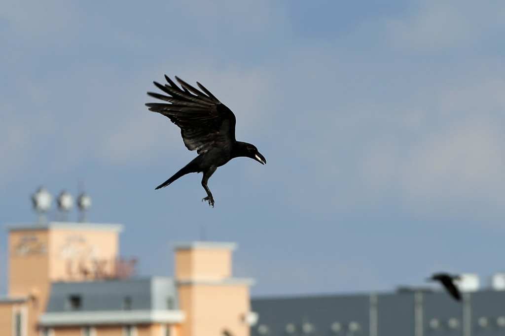カラスのホバリング？