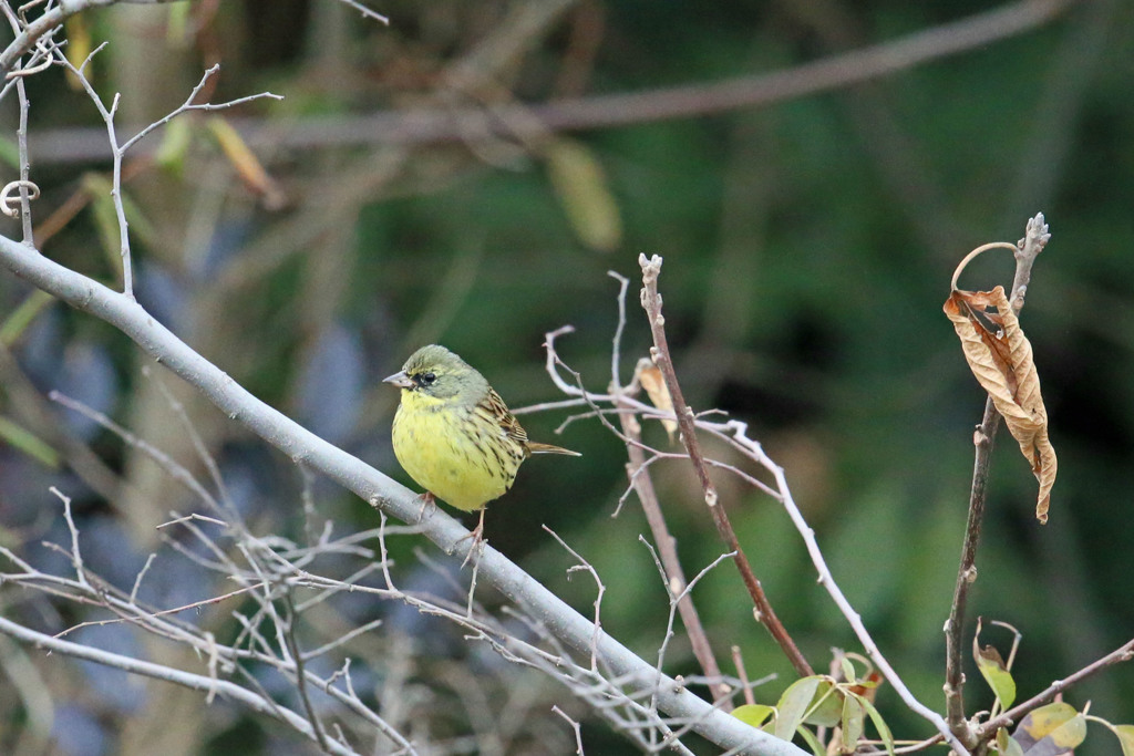 黄色いのにアオジ君