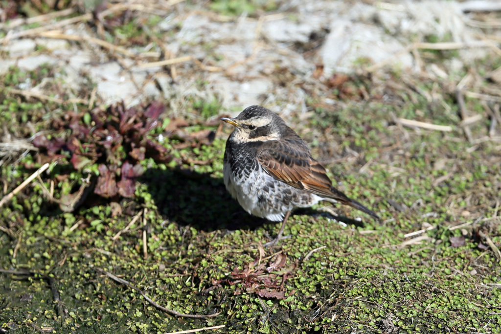 ツグミも寒いと丸くなる