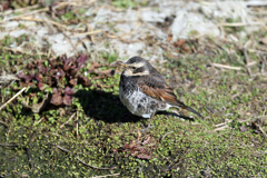 ツグミも寒いと丸くなる