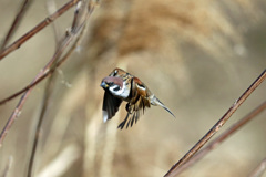 スズメ飛ぶ