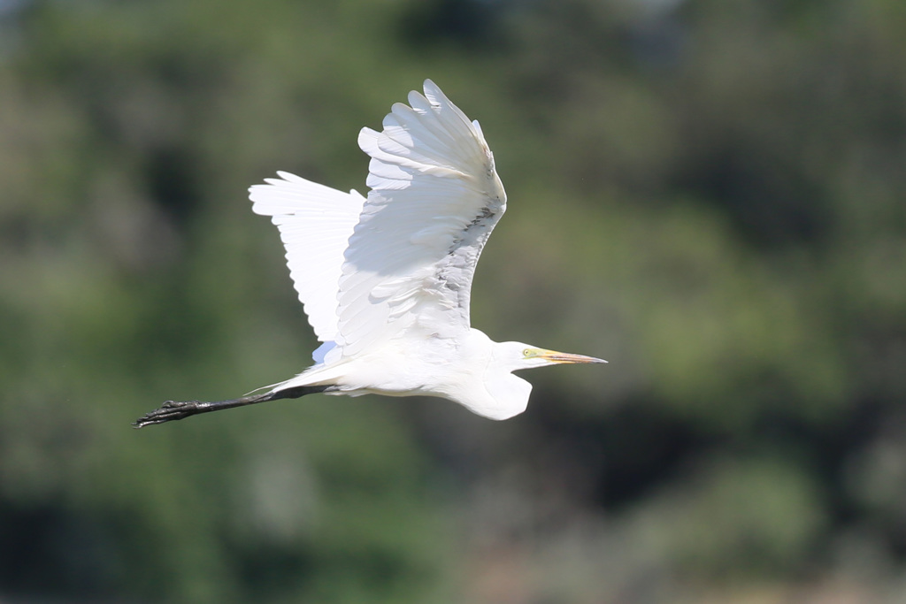 ダイサギコマ送り-3