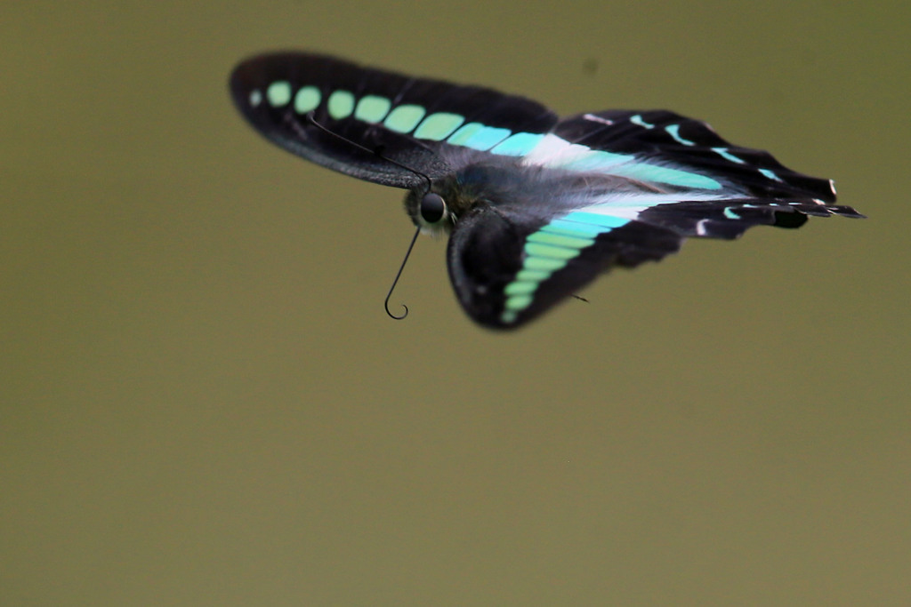 アオスジアゲハセーフ