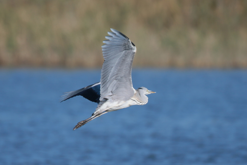 アオサギの飛び方-4