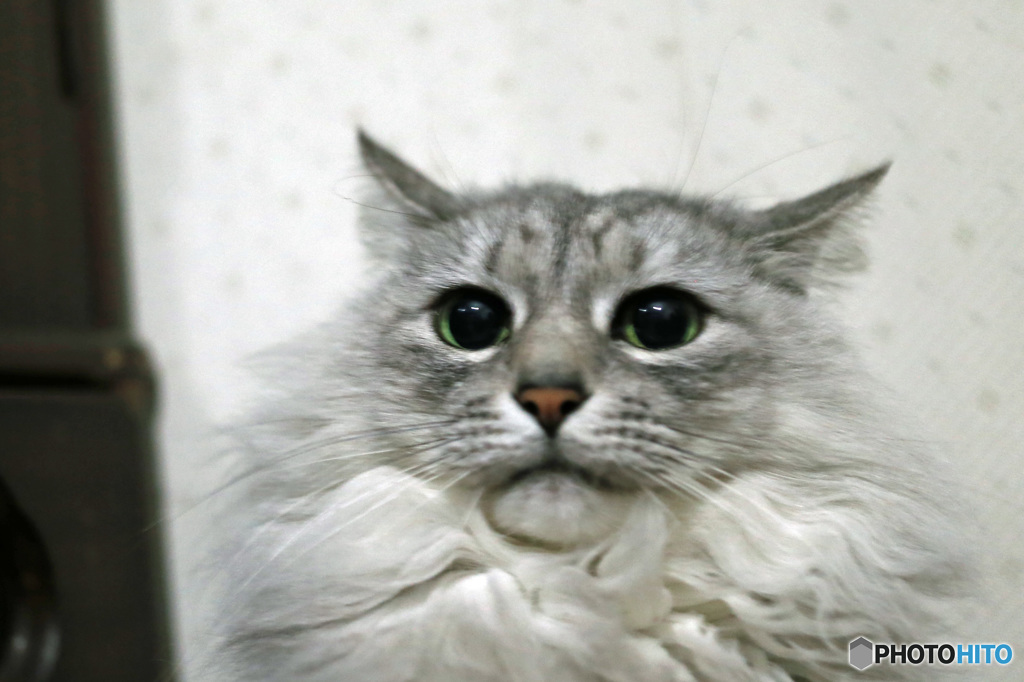 ビックリにゃにゃ-2