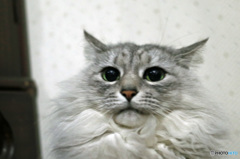 ビックリにゃにゃ-2