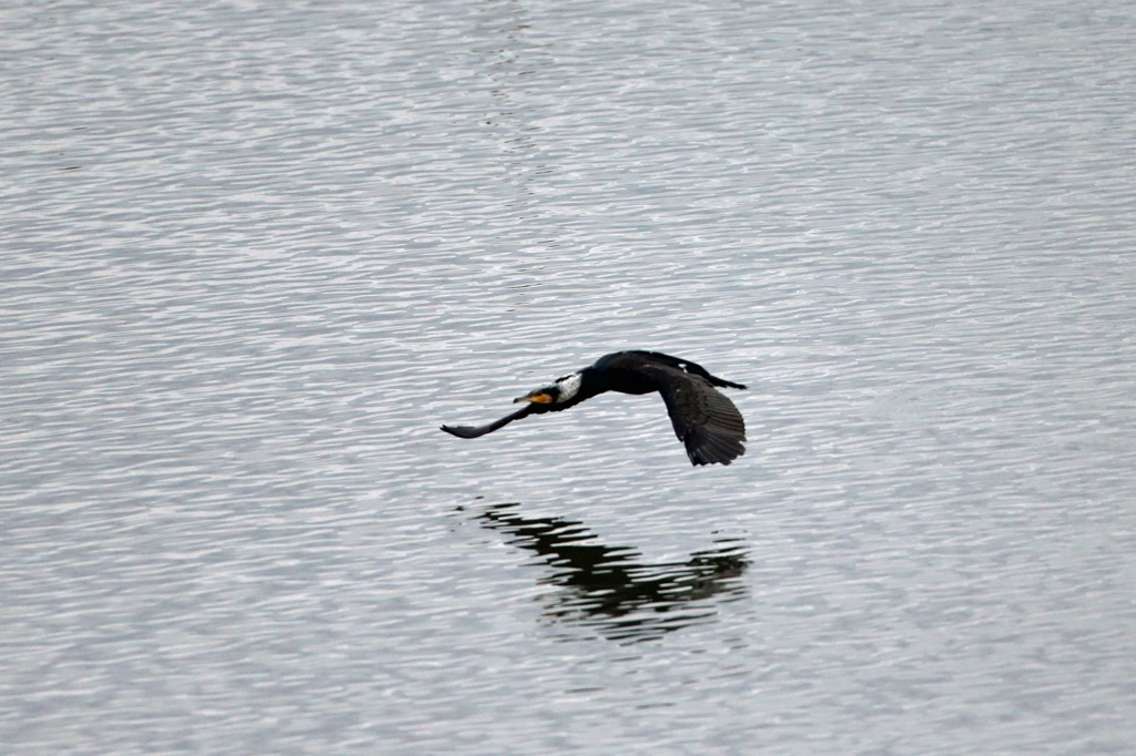 白髪頭のカワウさん