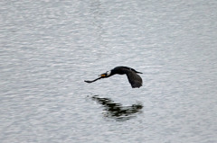 白髪頭のカワウさん
