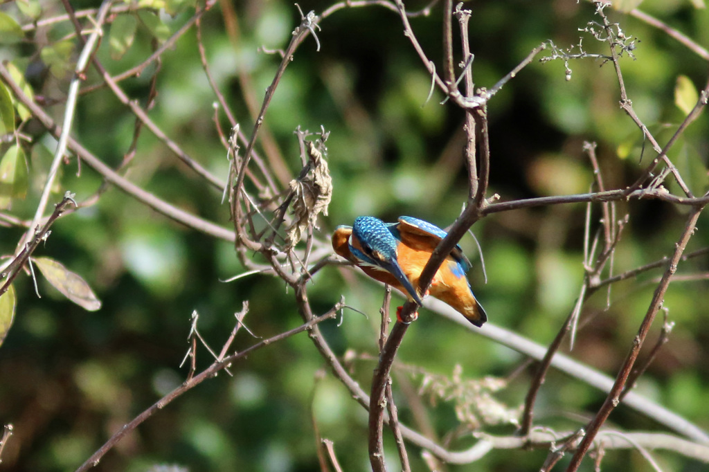 翡翠コマ送り-2