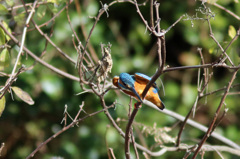 翡翠コマ送り-2