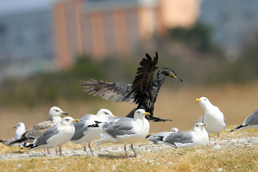 カワウとキッス
