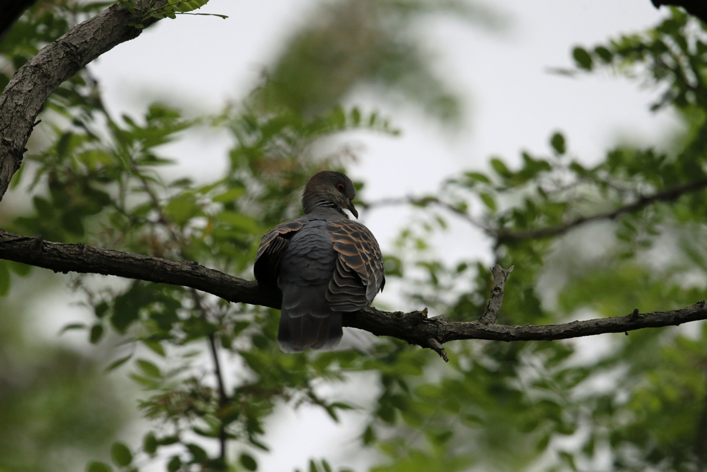 キジバトポートレイト