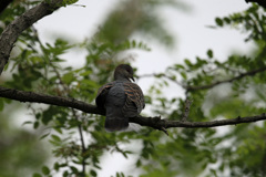 キジバトポートレイト