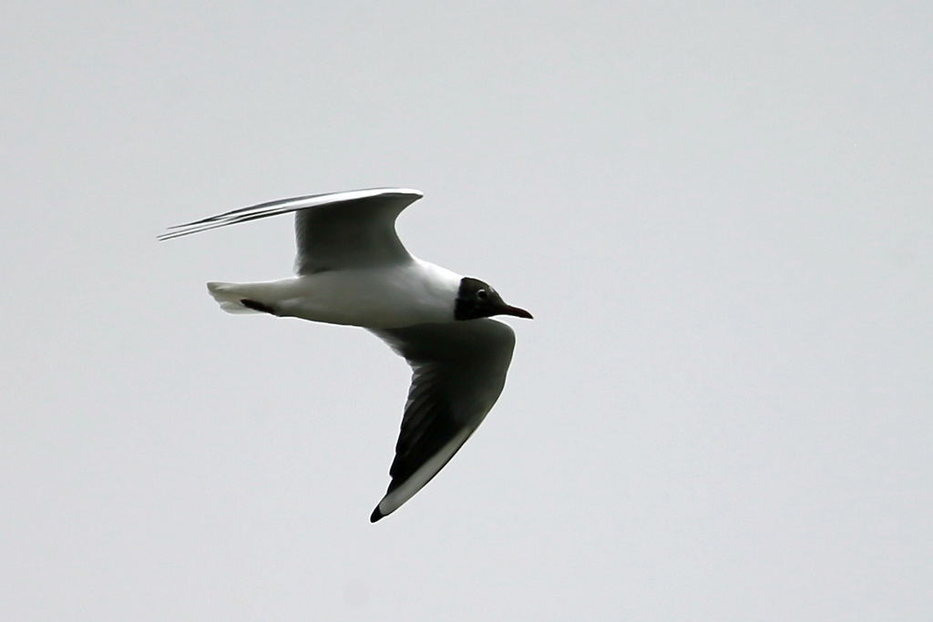 頭黒ユリカモメ-1