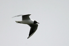 頭黒ユリカモメ-1