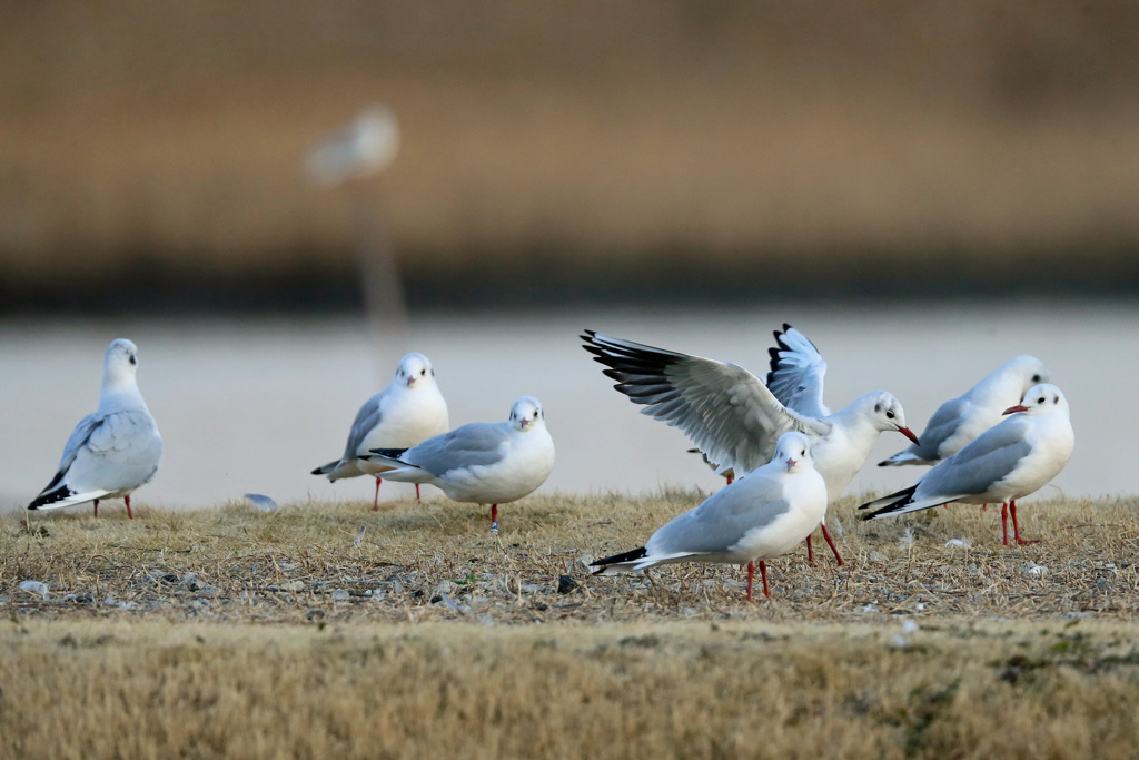 ユリカモメ整列その5