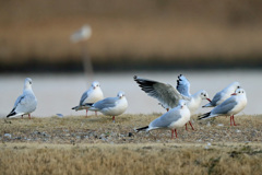 ユリカモメ整列その5