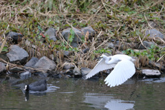 オオバン逃げる