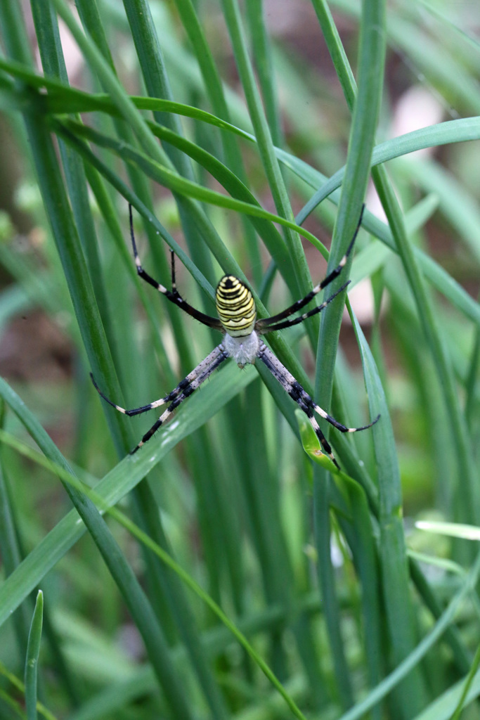 よく見ると綺麗です