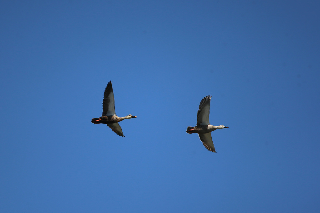父ちゃん置いていかないで