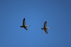 父ちゃん置いていかないで